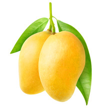 Isolated Mango. Two Yellow Mango Fruit Hanging On A Tree Branch Isolated On White Background With Clipping Path