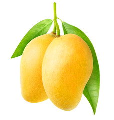 Fototapete - Isolated mango. Two yellow mango fruit hanging on a tree branch isolated on white background with clipping path
