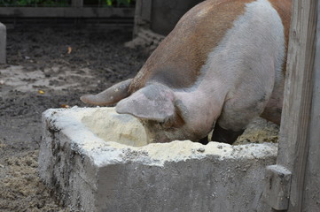 Poster - A pig at the farm