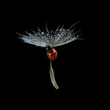 Fototapeta Łazienka - Close up red ladybird flying on the dandelion seed with shining water drops on a black background