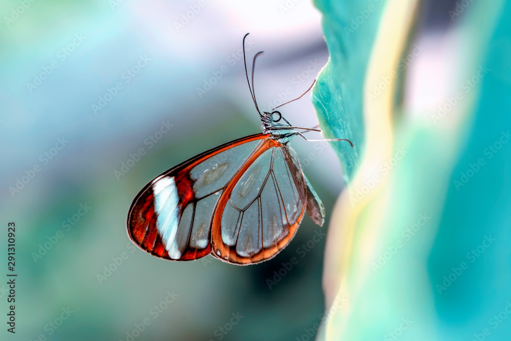 Glasswing Butterfly (Greta oto) in a summer garden - obrazy, fototapety, plakaty 