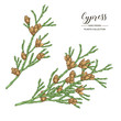 Cypress branches with cones isolated on white background. Hand drawn evergreen plant. Vector illustration engraved.