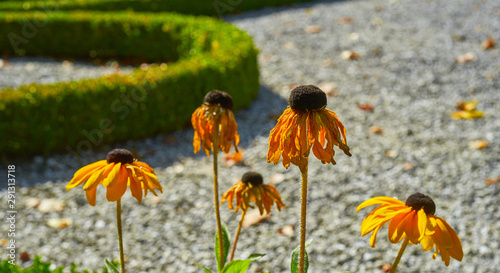 Fotomural Withered wilting yellow flowers with sadly deadly hanging petals