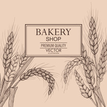 Vector Hand Drawn Wheat Ears. Farm Field Illustration. For Packing.Bunch Of Grain Barley.Banner Design. Barley Illustration In Vintage Style.Wheat Grain,granule, Kernel,corn,rye,barley,oats,pic.