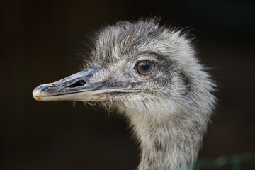 Poster - Greater rhea (Rhea americana)