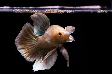 Betta fish gold and yellow fish on the water surface, Betta Fish type of Big ear Betta on Black Background