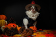 © Oranuch - Adorable chihuahua dog wearing a Halloween witch hat with pumpkin on dark background.
