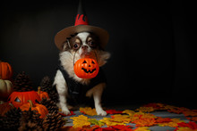 Adorable Chihuahua Dog Wearing A Halloween Witch Hat And Holding A Pumpkin On Dark Background.