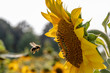 Sunflower closeup with pollinator bee
