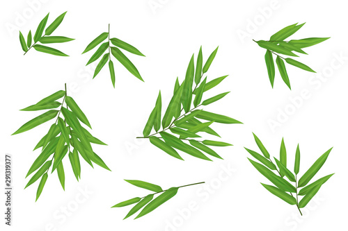 Bright Fresh Green Bamboo Leaves Clipart Kit On White Background Buy This Stock Illustration And Explore Similar Illustrations At Adobe Stock Adobe Stock