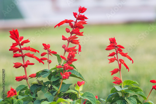 Photo Of A Lot Of Beautiful Flowers Salvia Coccinea In The Garden They Are Often Called Blood Tropical Texas Scarlet Sage Stock Photo Adobe Stock