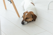 Pet, Dog Concept - Sad Jack Russel Dog Lying Under The Chair