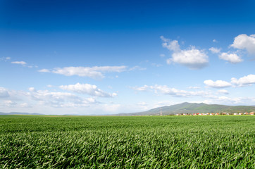 Canvas Print - blue sky and clouds