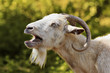 aggressive white billy goat