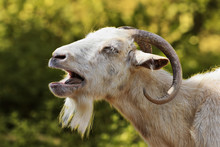 Aggressive White Billy Goat