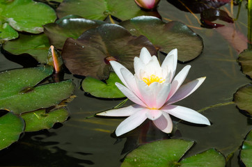 Canvas Print - beautiful lotus flower background