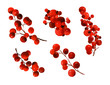 Set of red berries on branches hand drawn in watercolor isolated on a white background. Design elements for patterns, wreathes and frames in floral style.