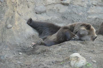 Wall Mural - Grizzly bear resting in the dirt