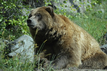 Poster - Grizzly bear in the outdoors