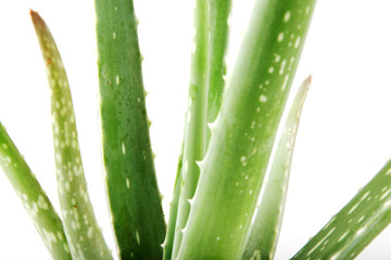 Poster - Aloe Vera On White Background