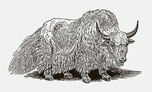 Shaggy Wild Yak Bos Mutus. Illustration After Vintage Engraving From 19th Century