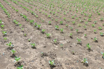 Wall Mural - Cabbage seedling planting / The cabbage-specific nutrient vitamin U (Cabagin) helps protect the stomach.