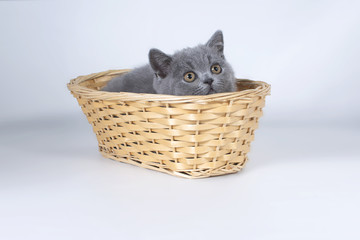 Wall Mural - Gray British kitten in a wicker basket and looks up.