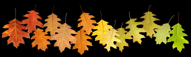 closeup image of autumn leaves on black background