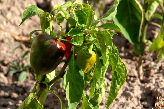 Bulgarian pepper on the vine
