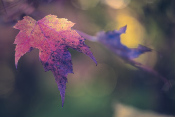 Wall Mural - Red Maple Leaf with Bokeh Background