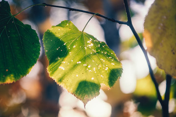 Wall Mural - Late Summer Basswood Leaves