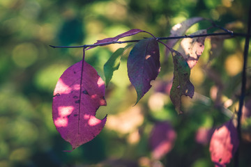 Wall Mural - Wild Plum Leaves in Fall Colors