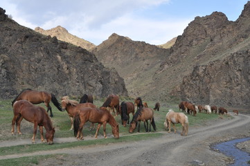 Wall Mural - Mongolie intérieure, Chevaux