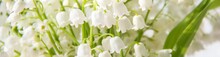 Banner Of Lily Of The Valley Flowers. Natural Background With Blooming Lilies Of The Valley Lilies-of-the-valley