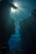 Fischschwarm im Gegenlicht in magischer Unterwasserlandschaft