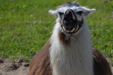 Canvas Print - A llama at the farm