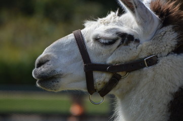 Wall Mural - A llama at the farm