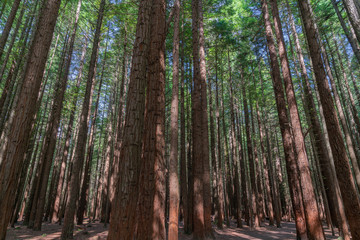 Canvas Print - Whakarewarewa Redwood Forest