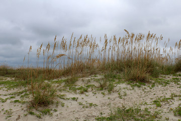 Wall Mural - Sea Oats on Dunes