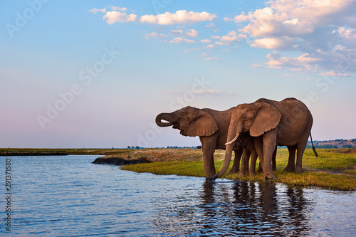 two-adult-elephants-and-a-small-one-loxodonta-africana-drink-along-the-banks-of-an-african-river