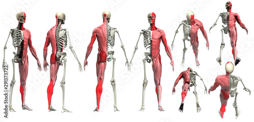 Fotomural Half muscle half skeleton multiple view of male body anatomy 3d render