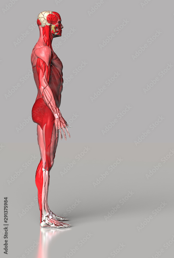 Muscular system of male body side view 3d render