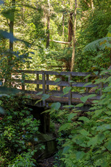 Wall Mural - Bridge path on Central Park in Wellington, New Zealand