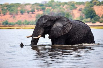 Canvas Print - Elephant (Loxodonta africana) crossing  a river in Africa.