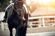 Equestrian sport. Portrait sports black stallion in the bridle. The leg of the rider in the stirrup, riding on a red horse.