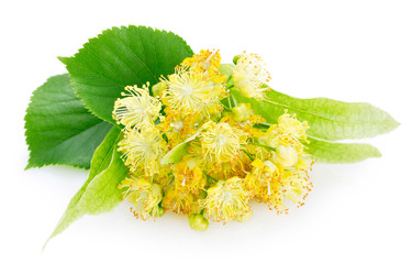 Wall Mural - Flower of linden on white background