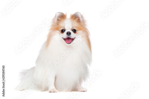 Fotomural Full length picture of long haired spitz isolated on white