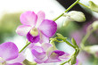 Beautiful white and purple orchid on blurred background with sunlight