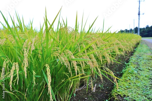 稲穂 実り 秋 風景 田舎 杤木 Stock Photo Adobe Stock