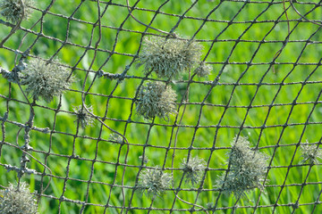 Very old net 4